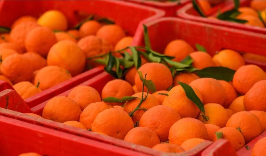 Uso de cajas de plastico para la industria agricola